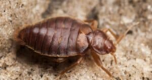 The Different Types of Bed Bugs Picture