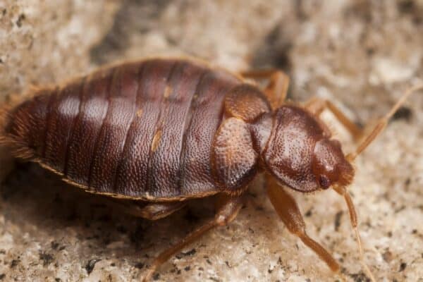Bed bugs have reddish-brown bodies.