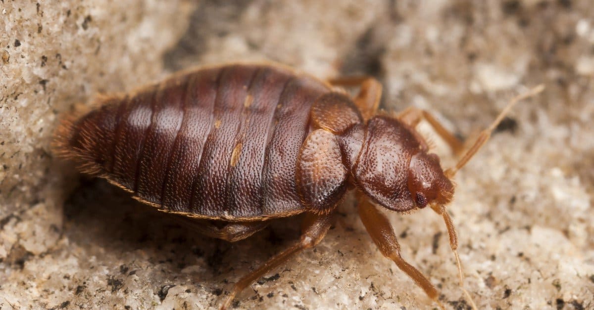 Bugs That Look Like Lice, But Are Not - AZ Animals