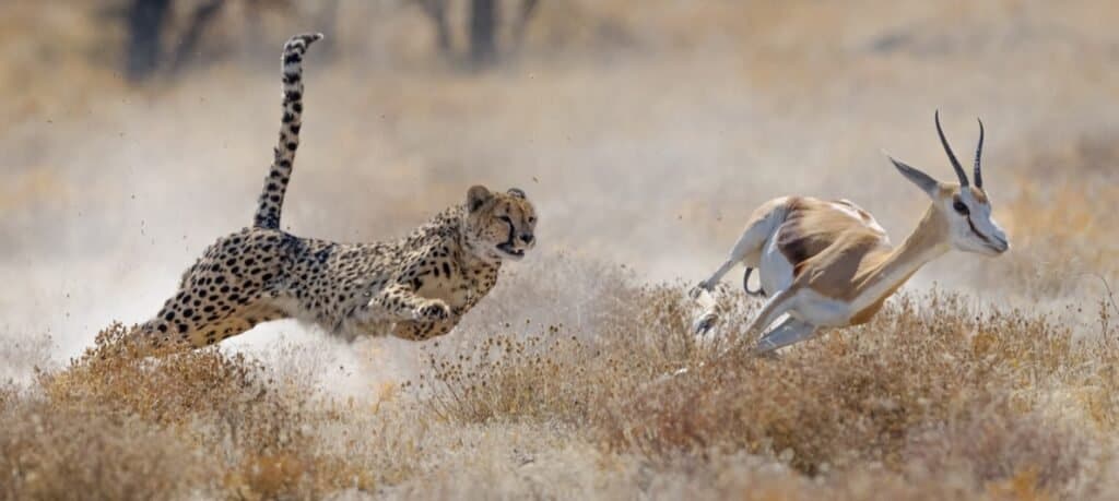 usain bolt vs cheetah