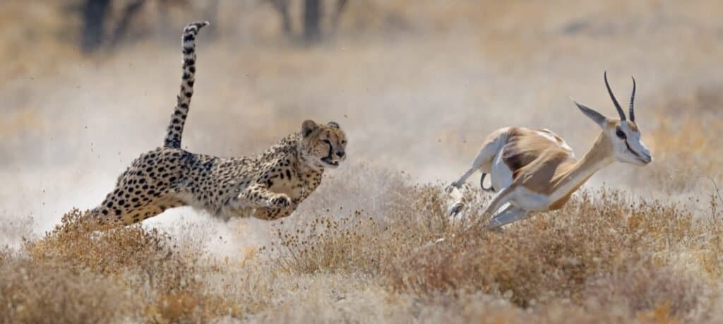 antelope running from lion