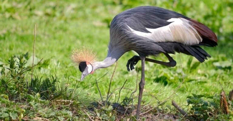 Types of Crane birds - Black-Crowned Crane