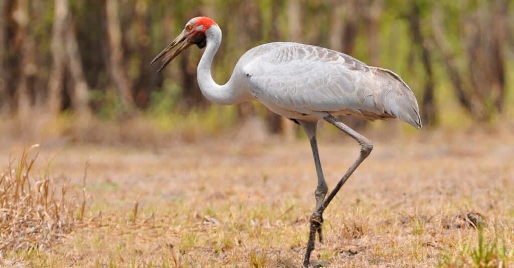 Species of crane bird - Brolga