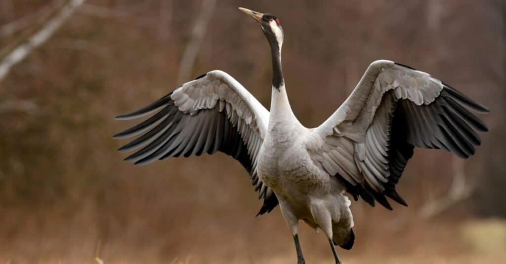 Types of Crane birds - Common Crane