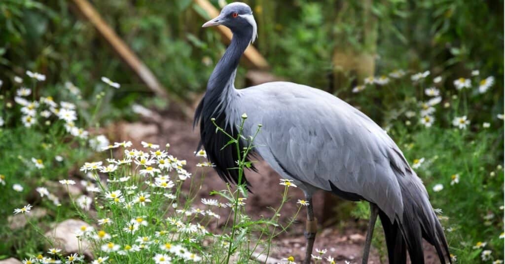 Types of Crane birds - Demoiselle Crane