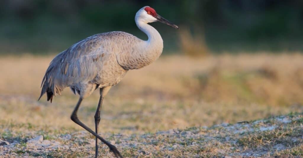 Types of Crane birds - Sandhill Crane
