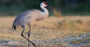 Discover The Sandhill Crane Capital Of The World Picture