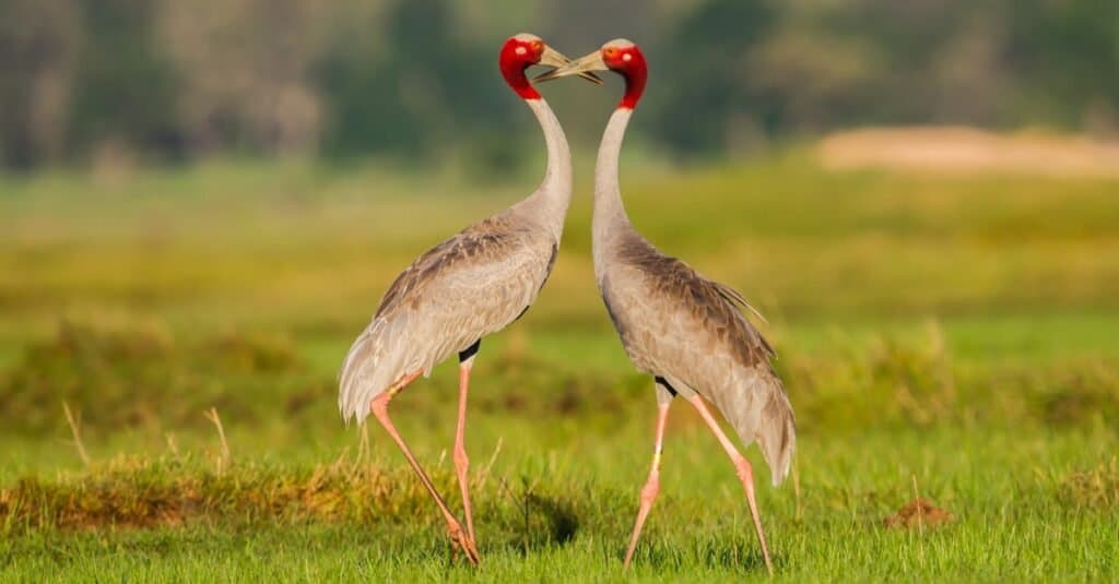 Types of Crane birds - Sarus Crane