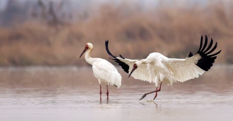 Types of Crane birds - Siberian Crane