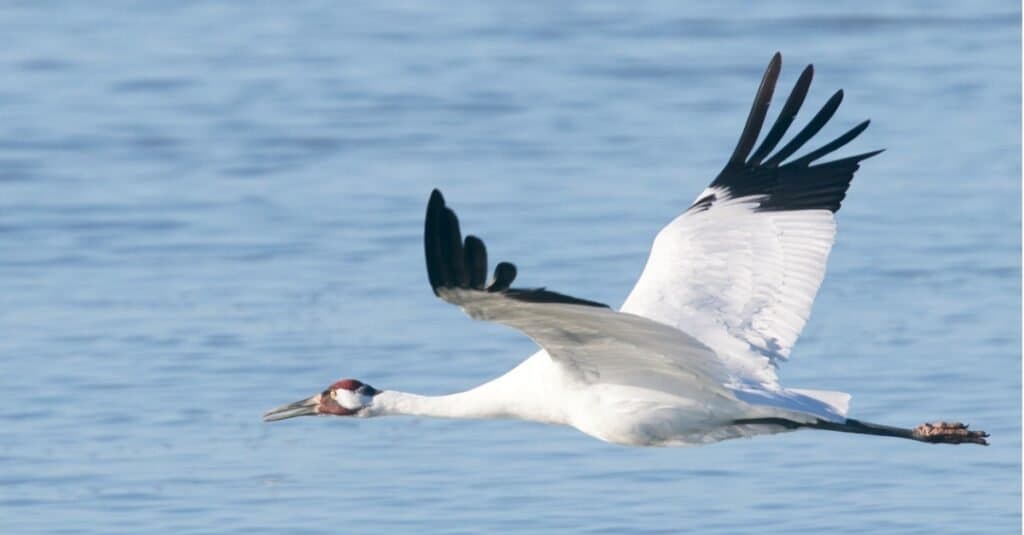 Types of Crane birds - Whooping Crane