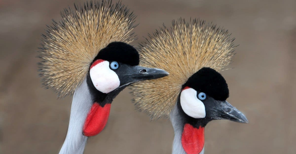 Types of Crane Birds - AZ Animals