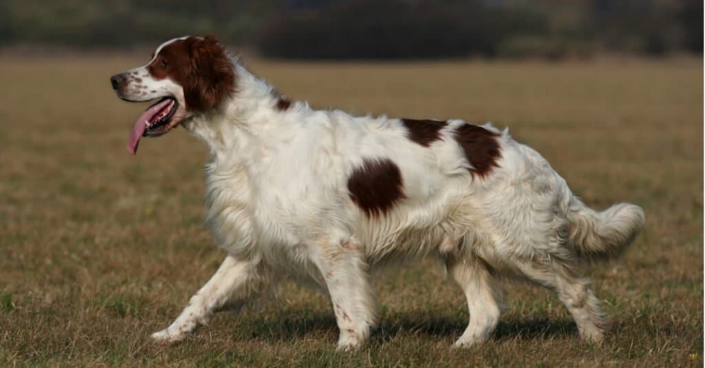 Types of Setter Dogs - Irish Red and White Setter