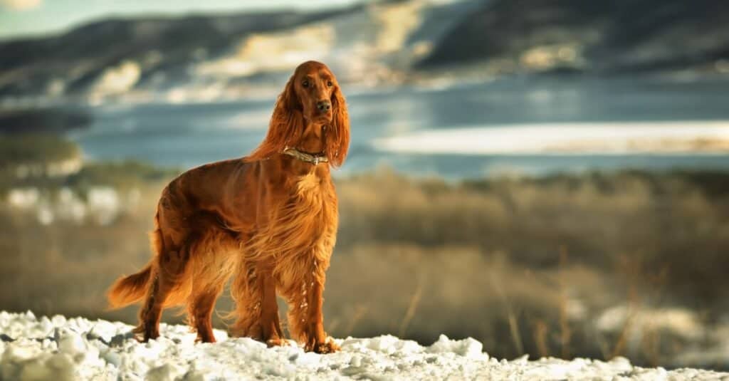 Types of Setter Dogs - Irish Setter