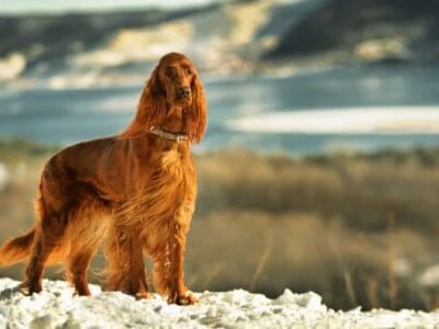 A The 12 Most Popular Tall and Skinny Dog Breeds in 2024