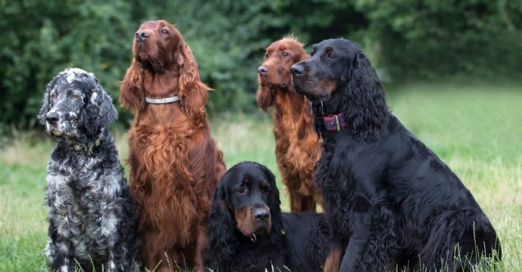 Types of Setter Dogs