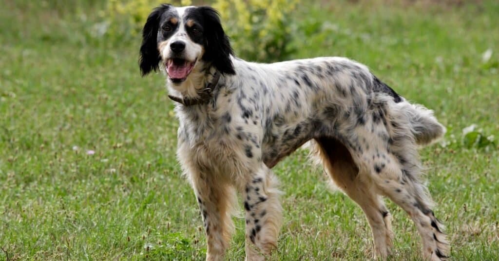 Llewellin Setter vs English Setter