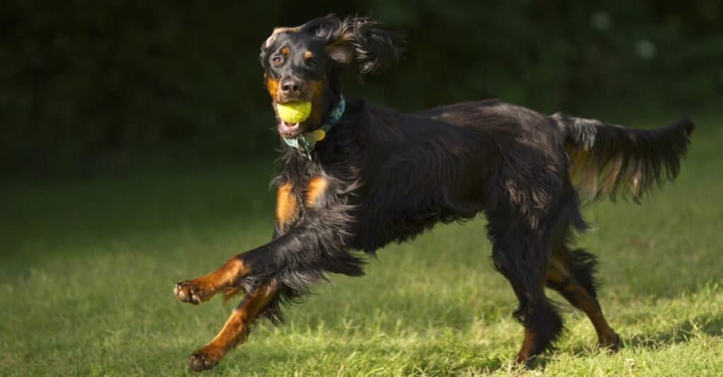 Types of Setter dogs - Gordon Setter