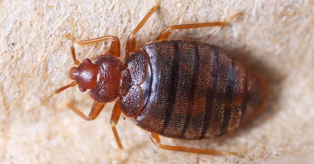 Tipi di cimici dei letti - Cimex hemipterus