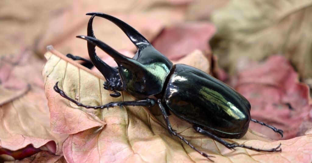 Types of beetles - Atlas beetle