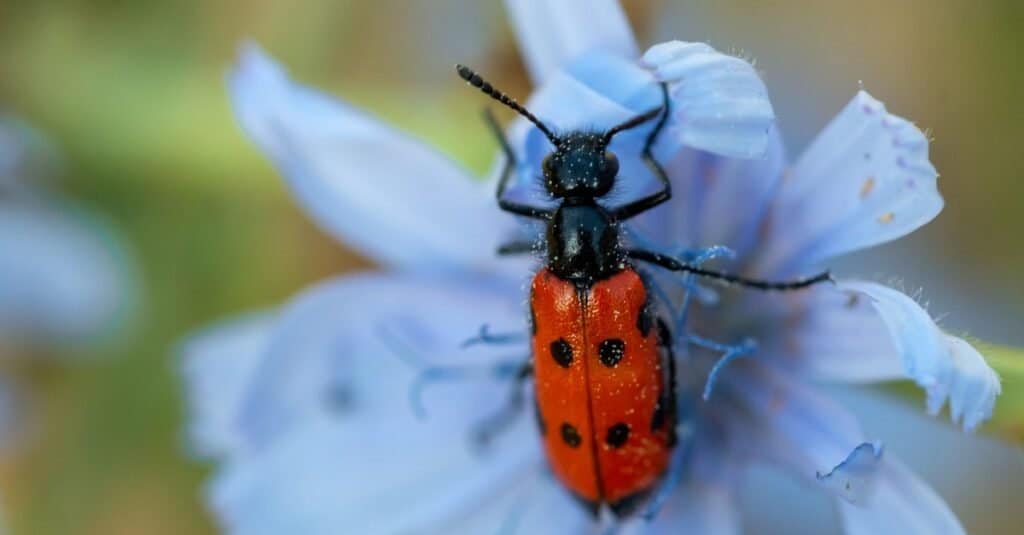 Checkered beetle