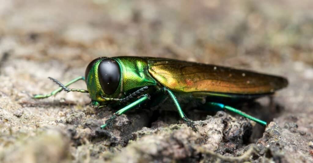 Types of beetles - Emerald Ash Borer