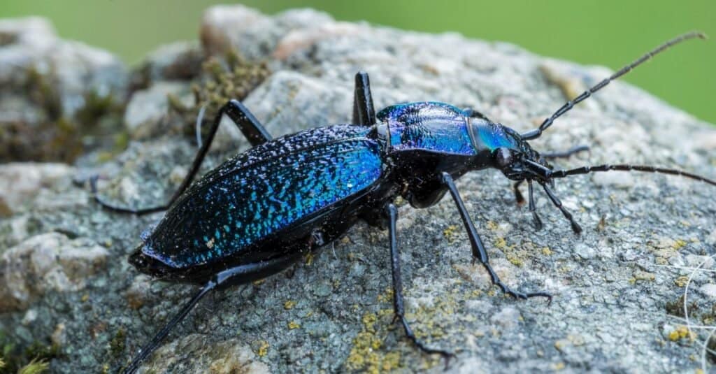 Types of beetles - Ground beetle