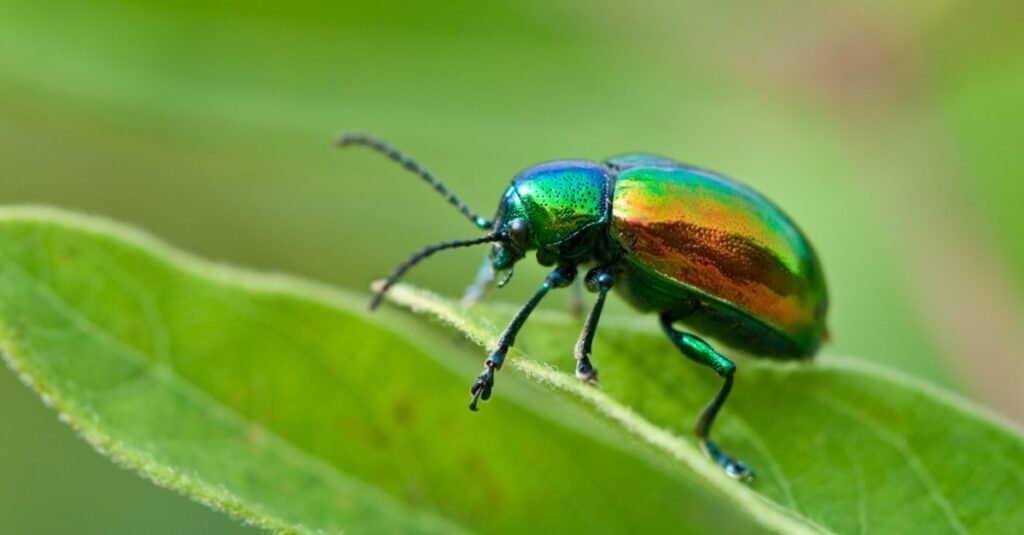 Types of beetles - Leaf beetle