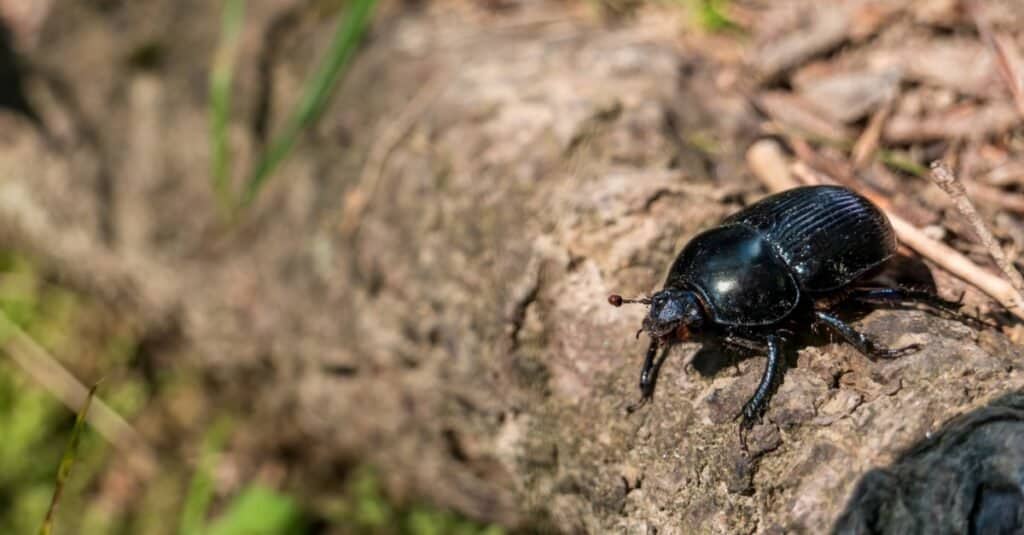 Types of beetles - Mountain pine beetle