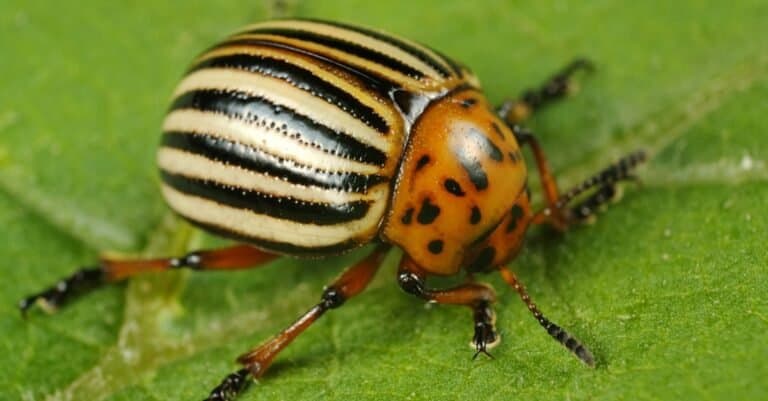 Types of beetles - Potato Bug