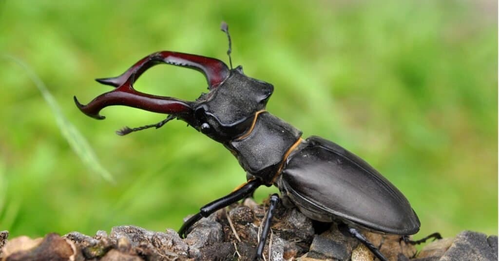 Types of beetles - Stag beetle