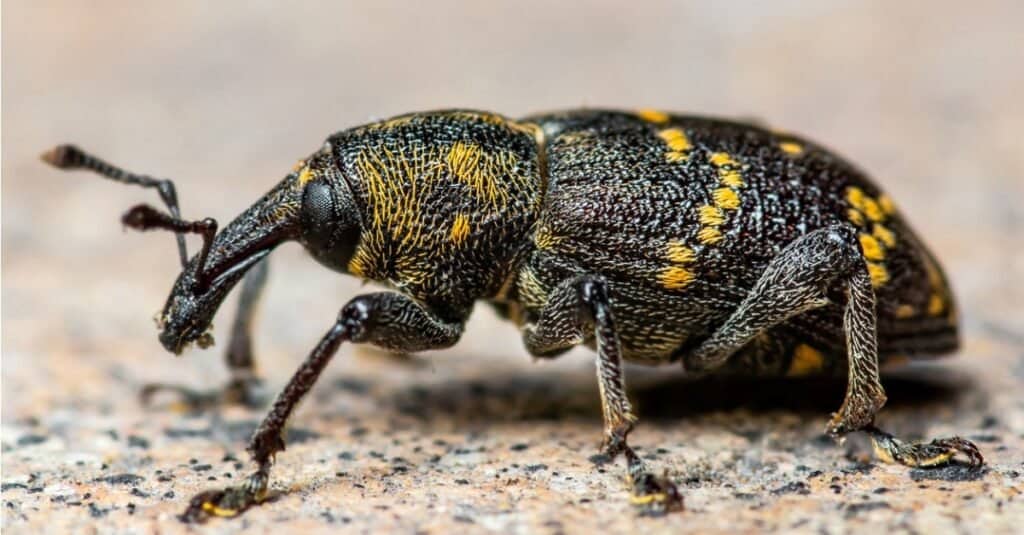 Types of Beetles - Weevils