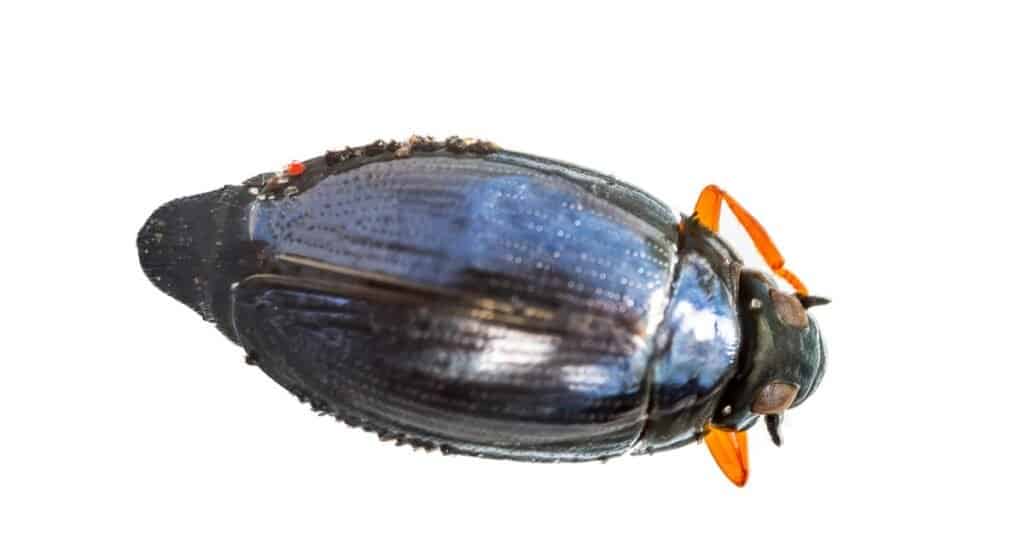 Types of beetles - Whirligig beetle