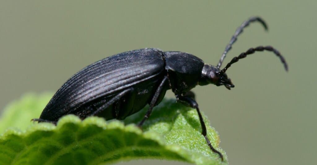 Types of beetles - black caterpillar hunter beetle