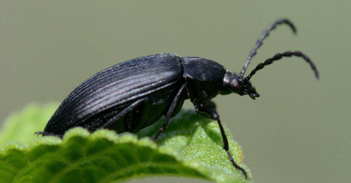 Types Of Beetles: The Complete List - IMP WORLD