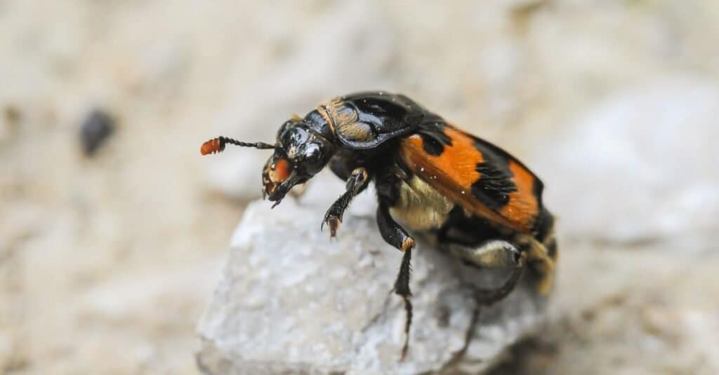 Types of beetles - carrion beetle