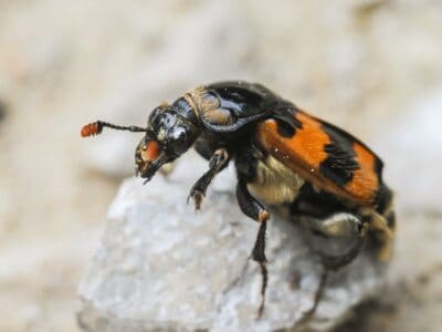 A Carrion Beetle
