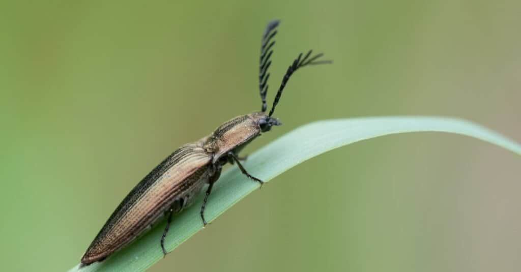 Types of beetles - click beetle