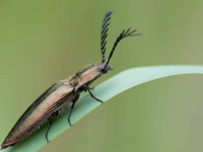 Click Beetle Picture