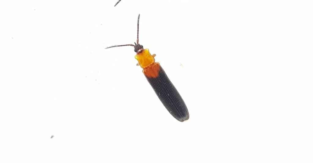 Types of beetles - coconut hispine beetle