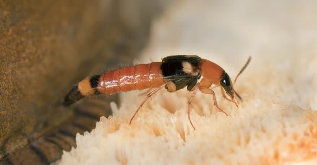 Types of beetles - rove beetle