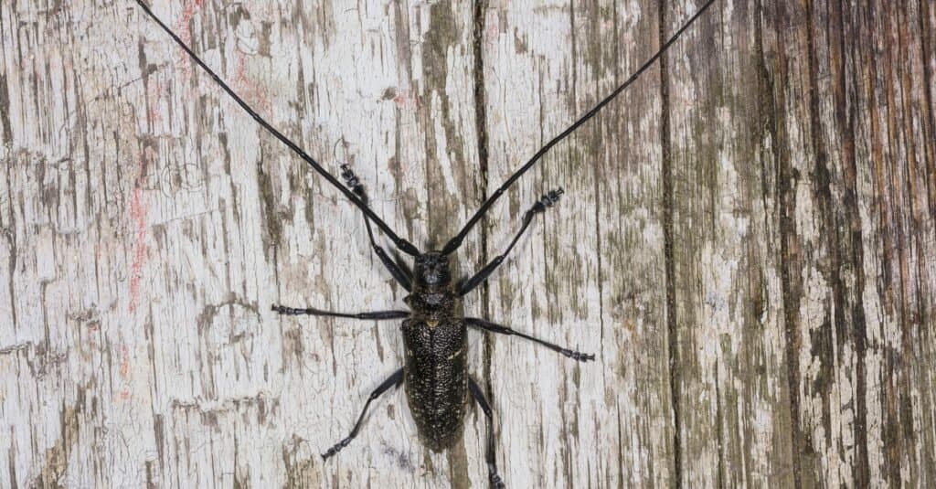 Types of beetles - sawyer beetle