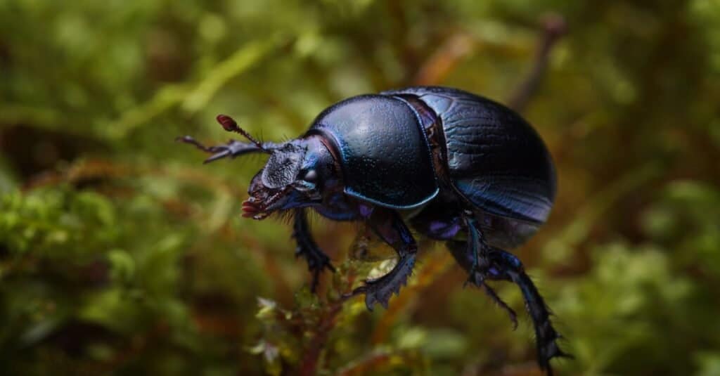 Types of beetles - dung beetle