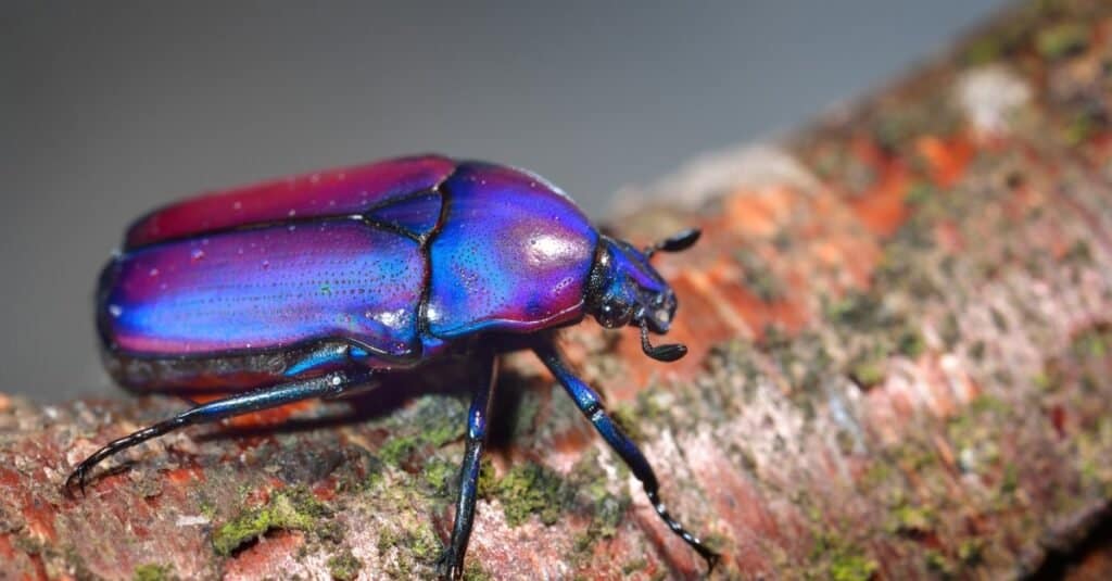 Types of beetles - scarab beetle