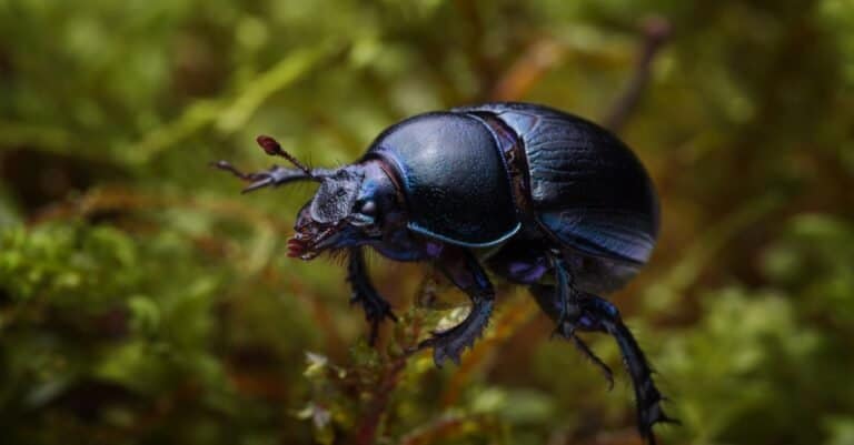 10 Incredible Dung Beetle Facts - AZ Animals