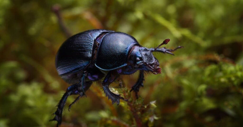 Types of beetles - dung beetle