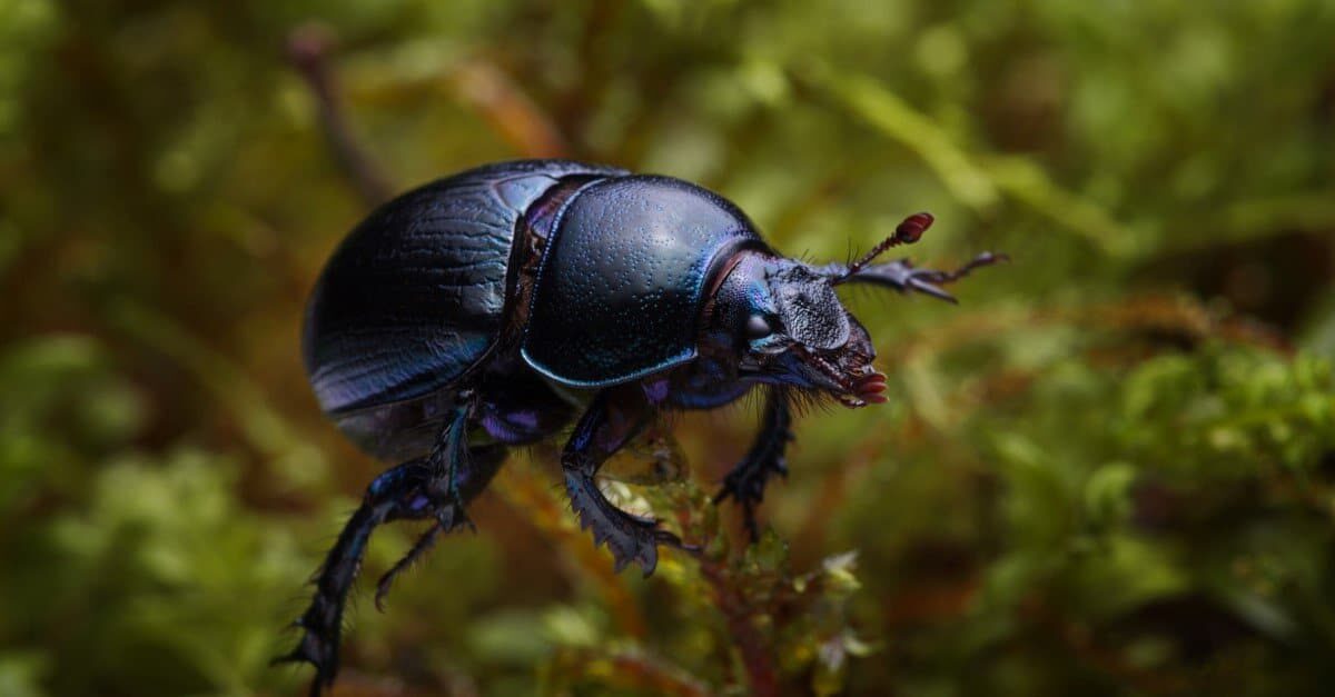 Types of beetles - dung beetle