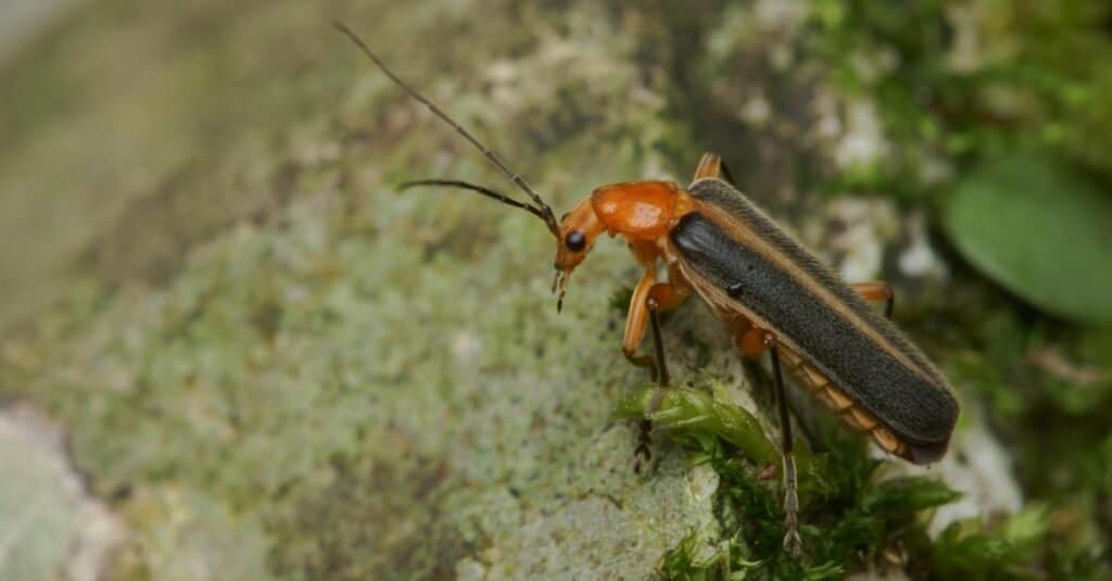 Types of beetles - soldier beetle