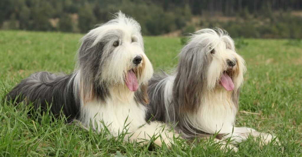 Small best sale bearded collie