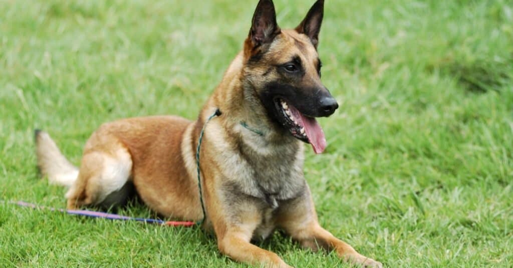 Types of heeler dogs - Belgian Malinois