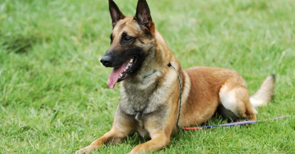 Types of heeler dogs - Belgian Malinois